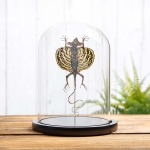 Minibeast Yellow Flying Lizard in Glass with Wooden Base (Draco haematopogon)
