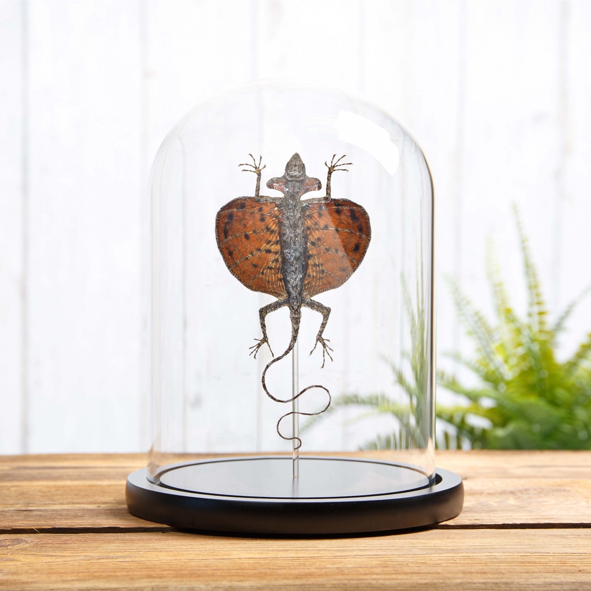 Minibeast Red Flying Lizard in Glass Dome with Wooden Base (Draco haematopogon)