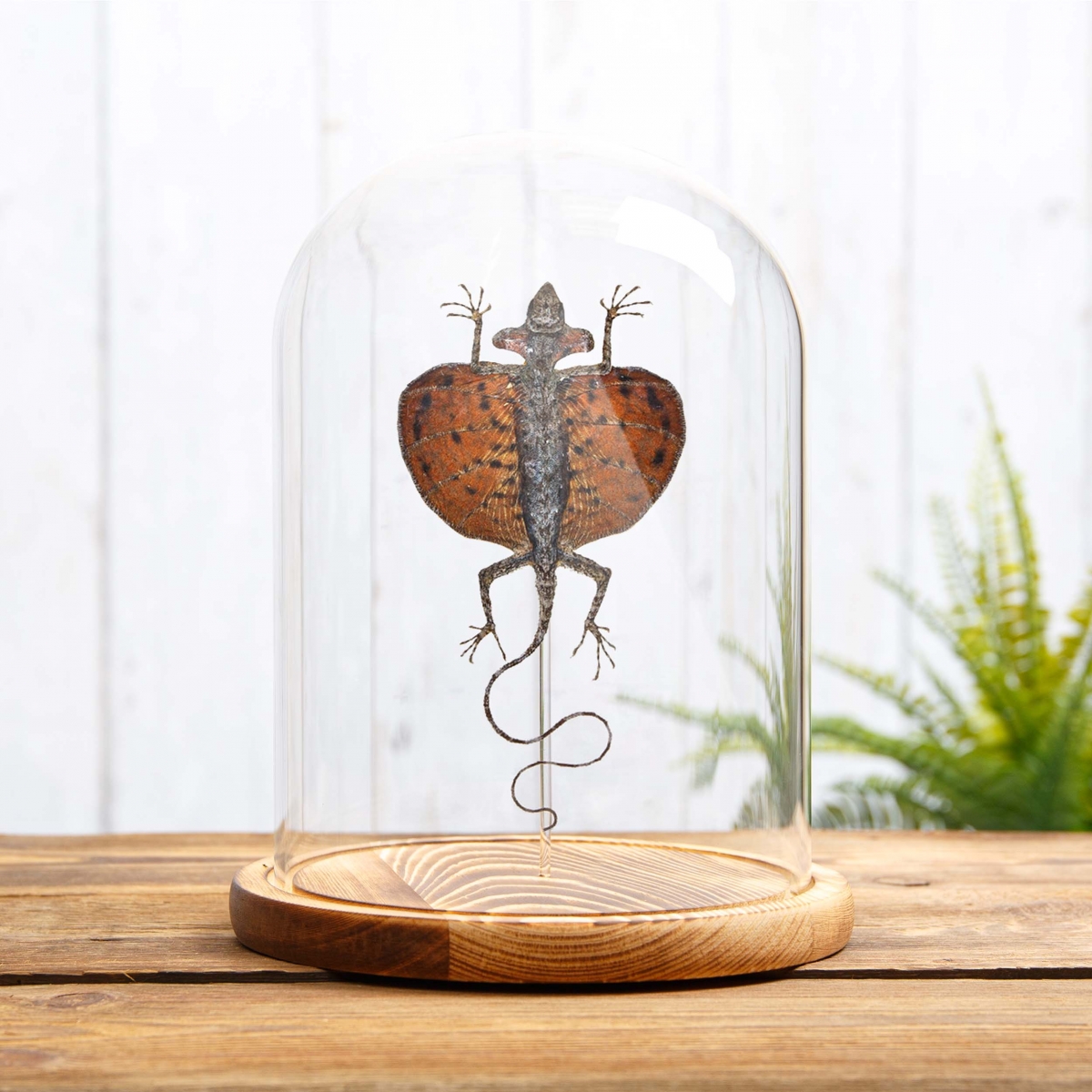 Red Flying Lizard in Glass Dome with Wooden Base (Draco haematopogon)