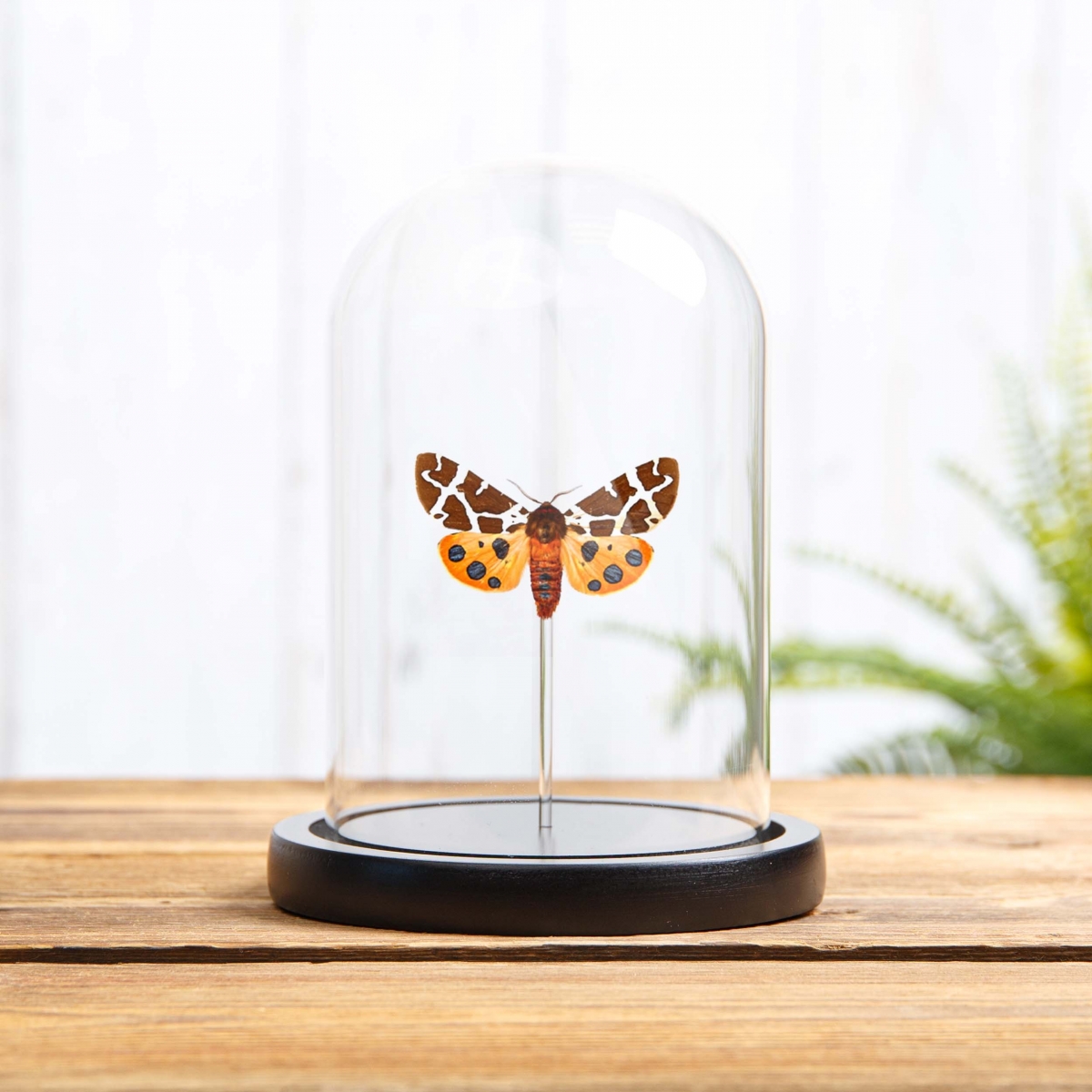 Minibeast The Garden Tiger Moth in Glass Dome with Wooden Base (Arctia caja)