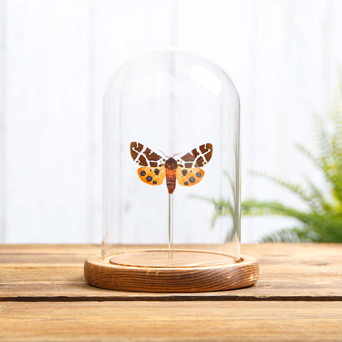 The Garden Tiger Moth in Glass Dome with Wooden Base (Arctia caja)