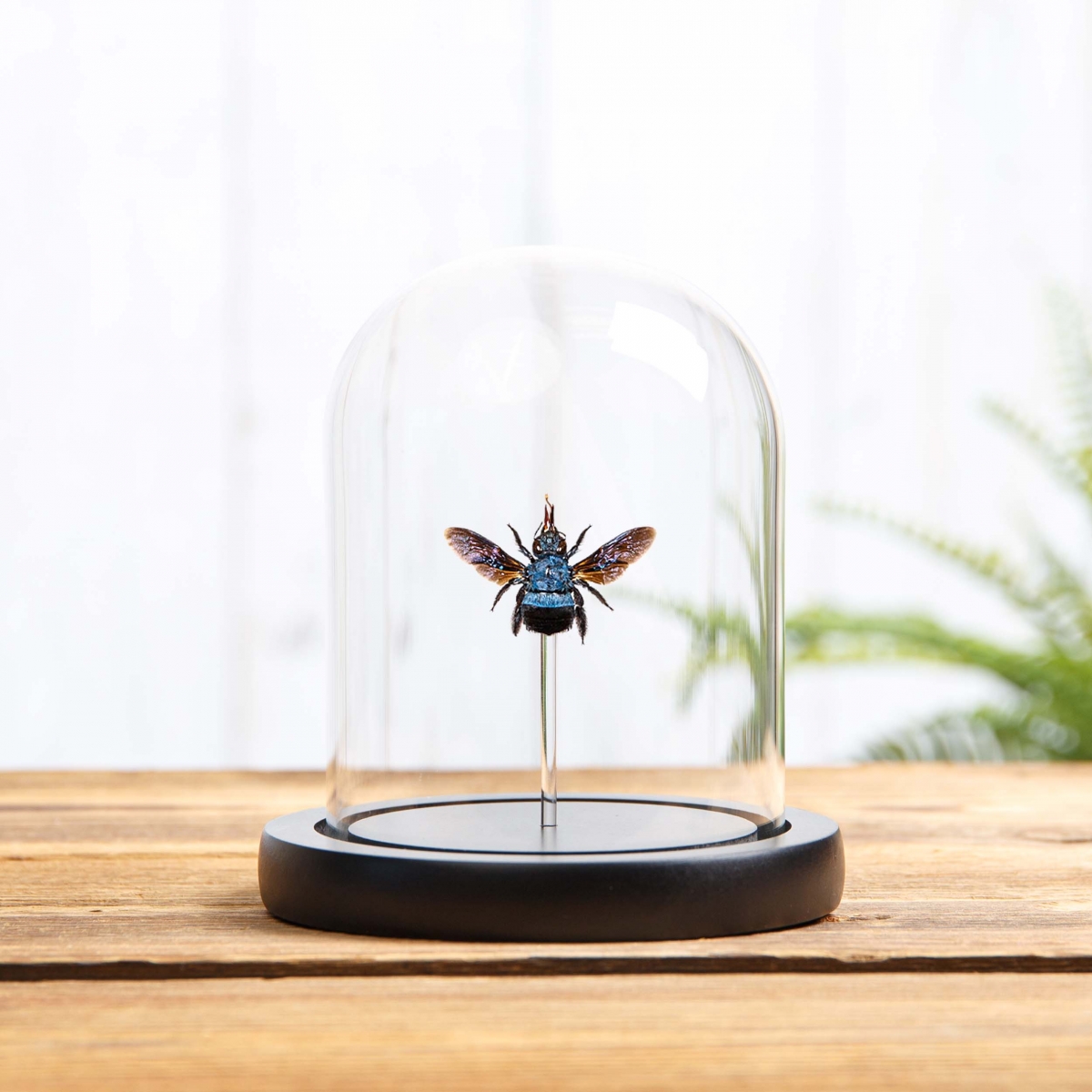 Minibeast The Blue Carpenter Bee in Glass Dome with Wooden Base (Xylocopa caerulea)
