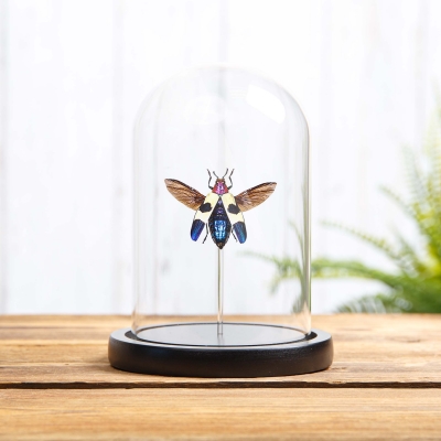 Banded Jewel Beetle in Glass Dome with Wooden Base (Chrysochroa buqueti rugicollis)