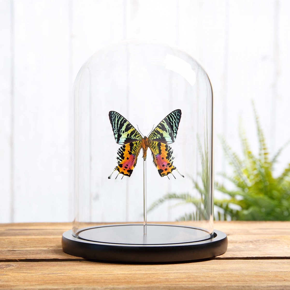 Minibeast Madagascan Sunset Moth Ventral Side in Glass Dome with Wooden Base (Chrysiridia rhipheus)