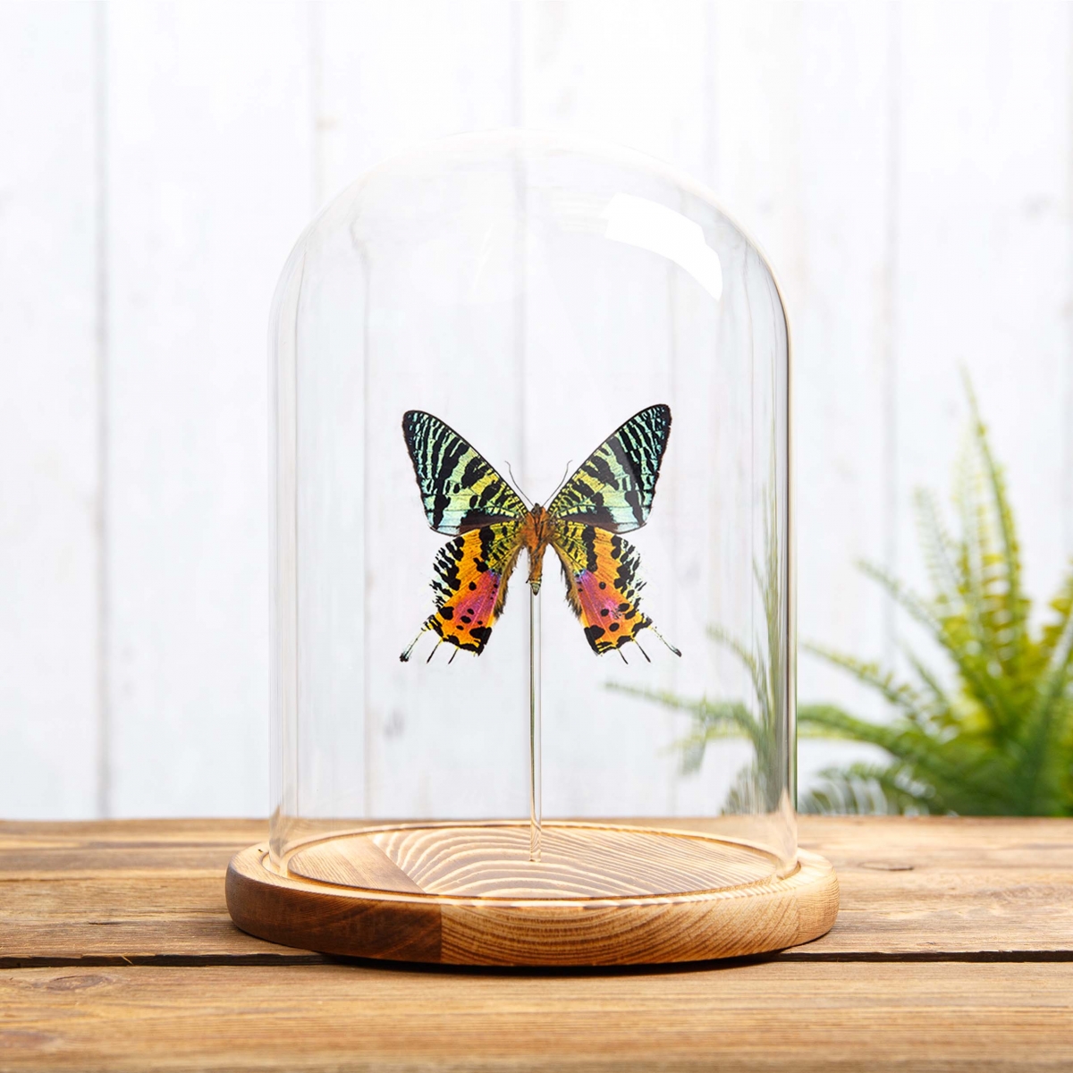 Madagascan Sunset Moth Ventral Side in Glass Dome with Wooden Base (Chrysiridia rhipheus)