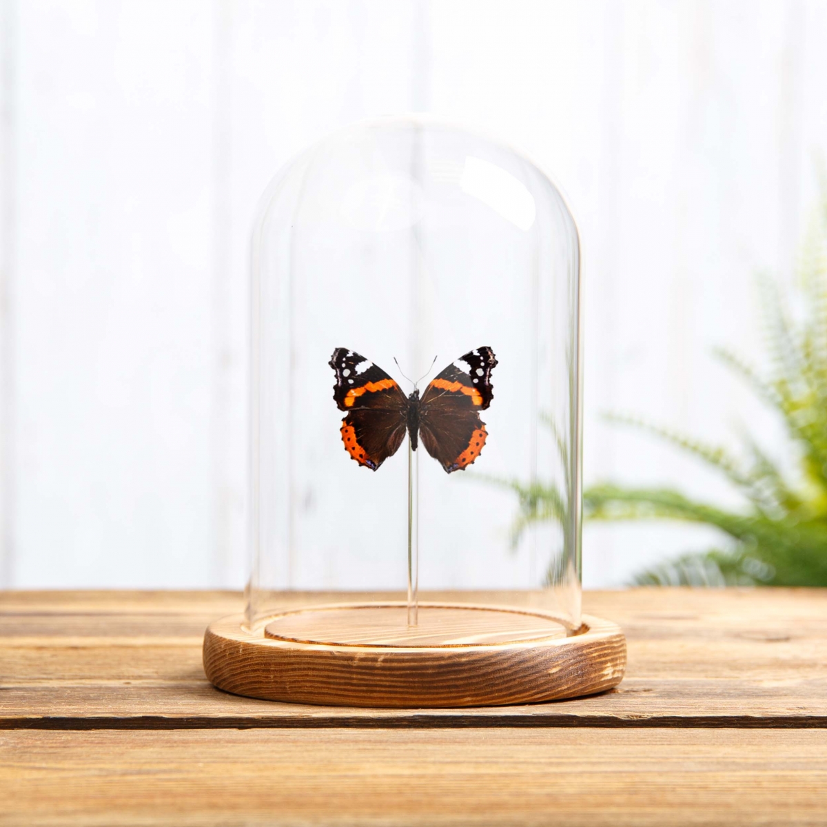 The Red Admiral in Glass Dome with Wooden Base (Vanessa atalanta)