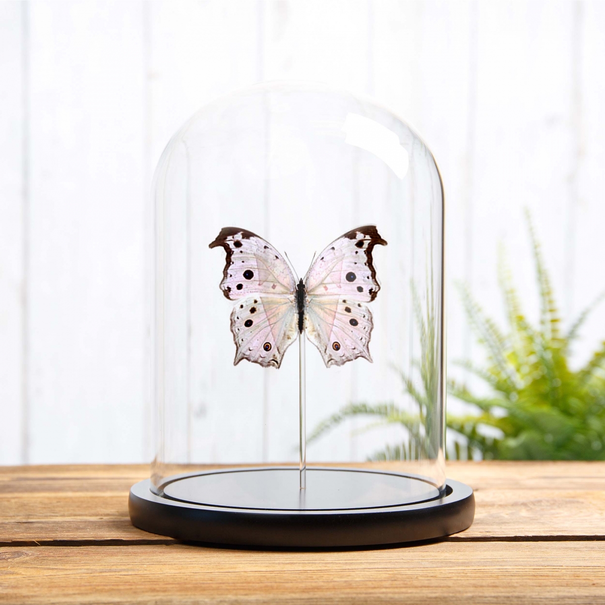 Minibeast Forest Mother-Of-Pearl Butterfly in Glass Dome with Wooden Base (Salamis parhassus)