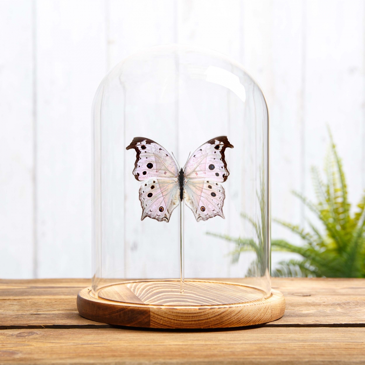 Forest Mother-Of-Pearl Butterfly in Glass Dome with Wooden Base (Salamis parhassus)