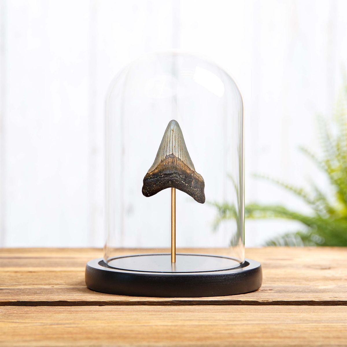 Minibeast Medium Megalodon Shark Tooth Fossil in Glass Dome with Wooden Base (Carcharodon megalodon)