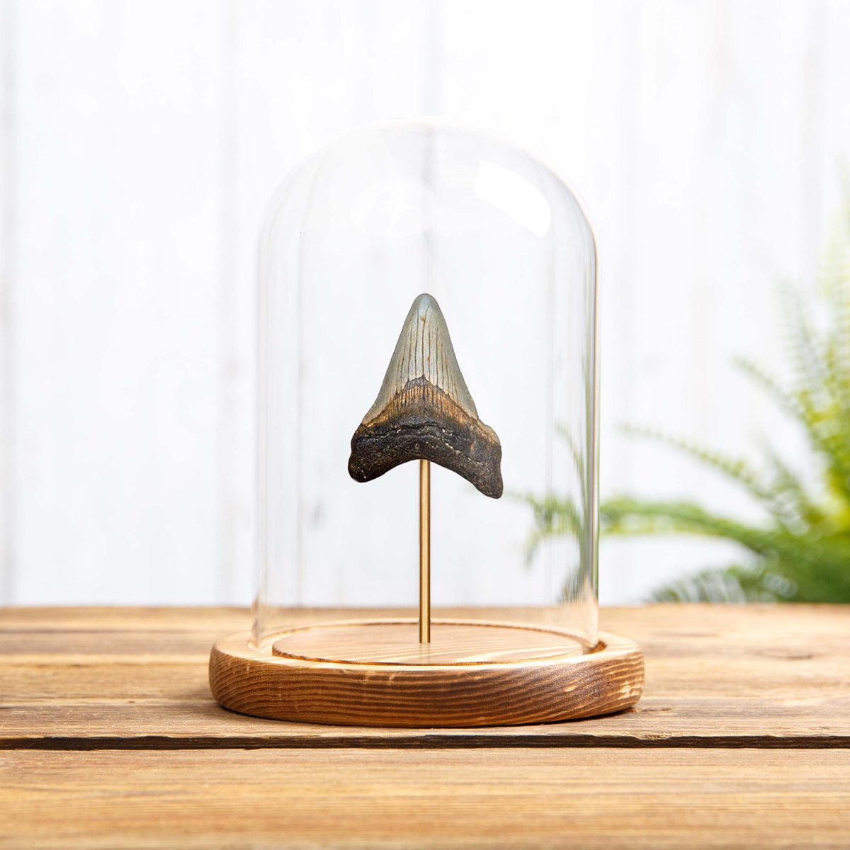 Medium Megalodon Shark Tooth Fossil in Glass Dome with Wooden Base (Carcharodon megalodon)