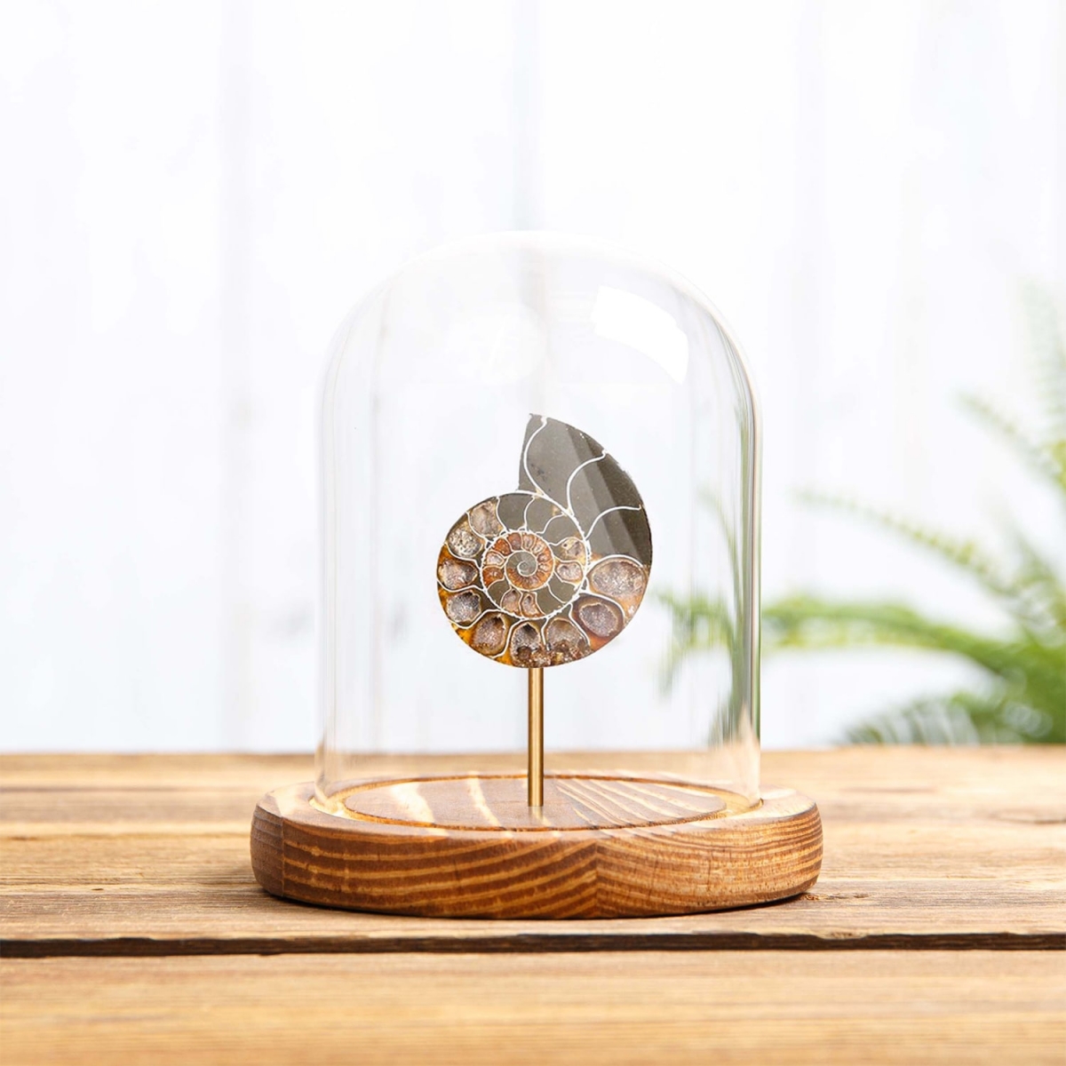 Ammonite Cut and Polished Fossil in Glass Dome with Wooden Base (Cleoniceras sp)