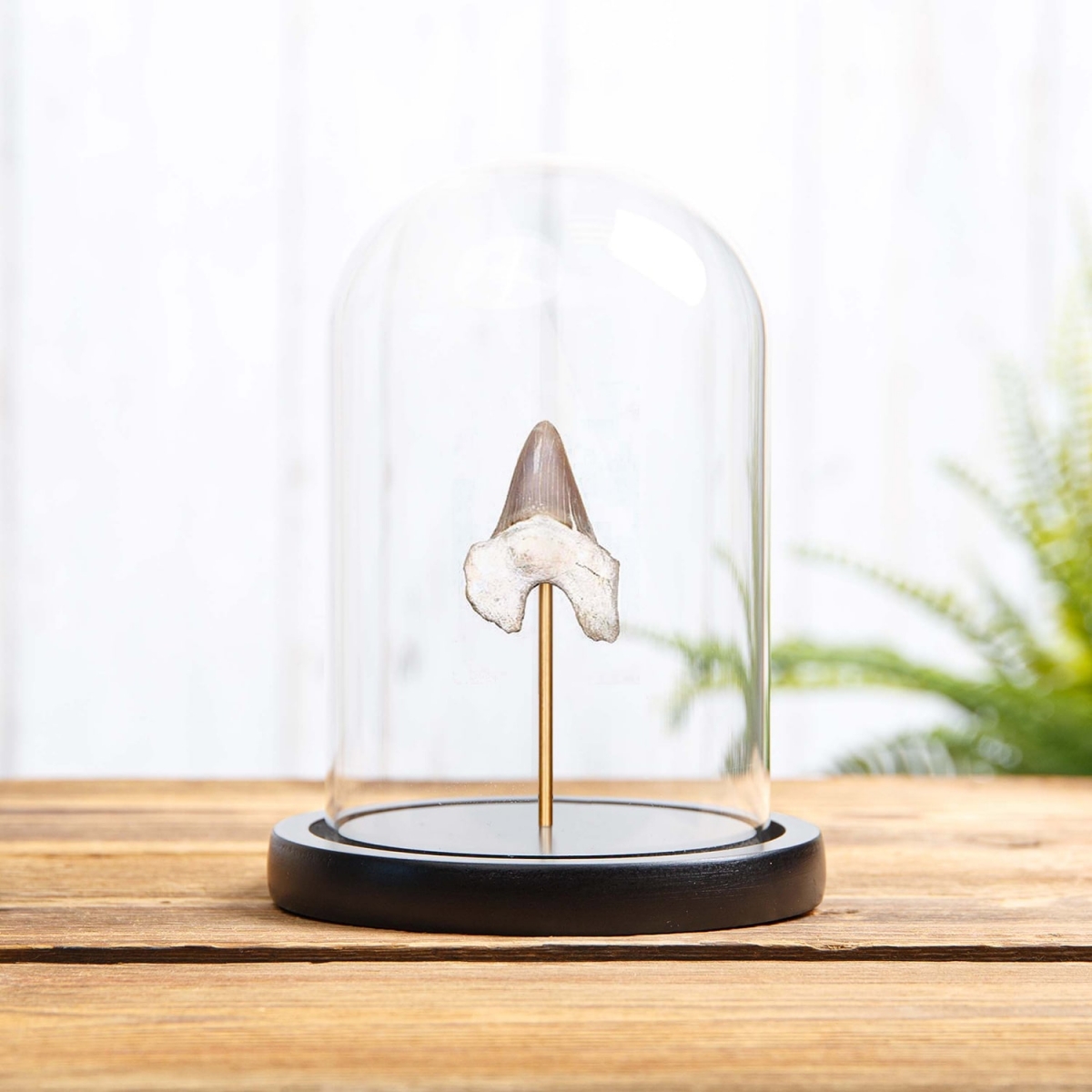 Minibeast Shark Tooth Fossil in Glass Dome with Wooden Base (Lamna obliqua)