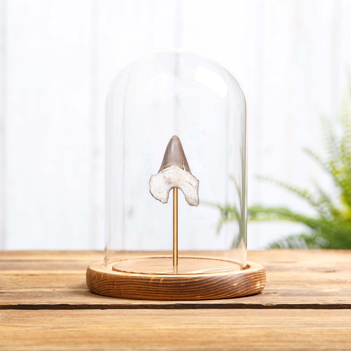 Shark Tooth Fossil in Glass Dome with Wooden Base (Lamna obliqua)