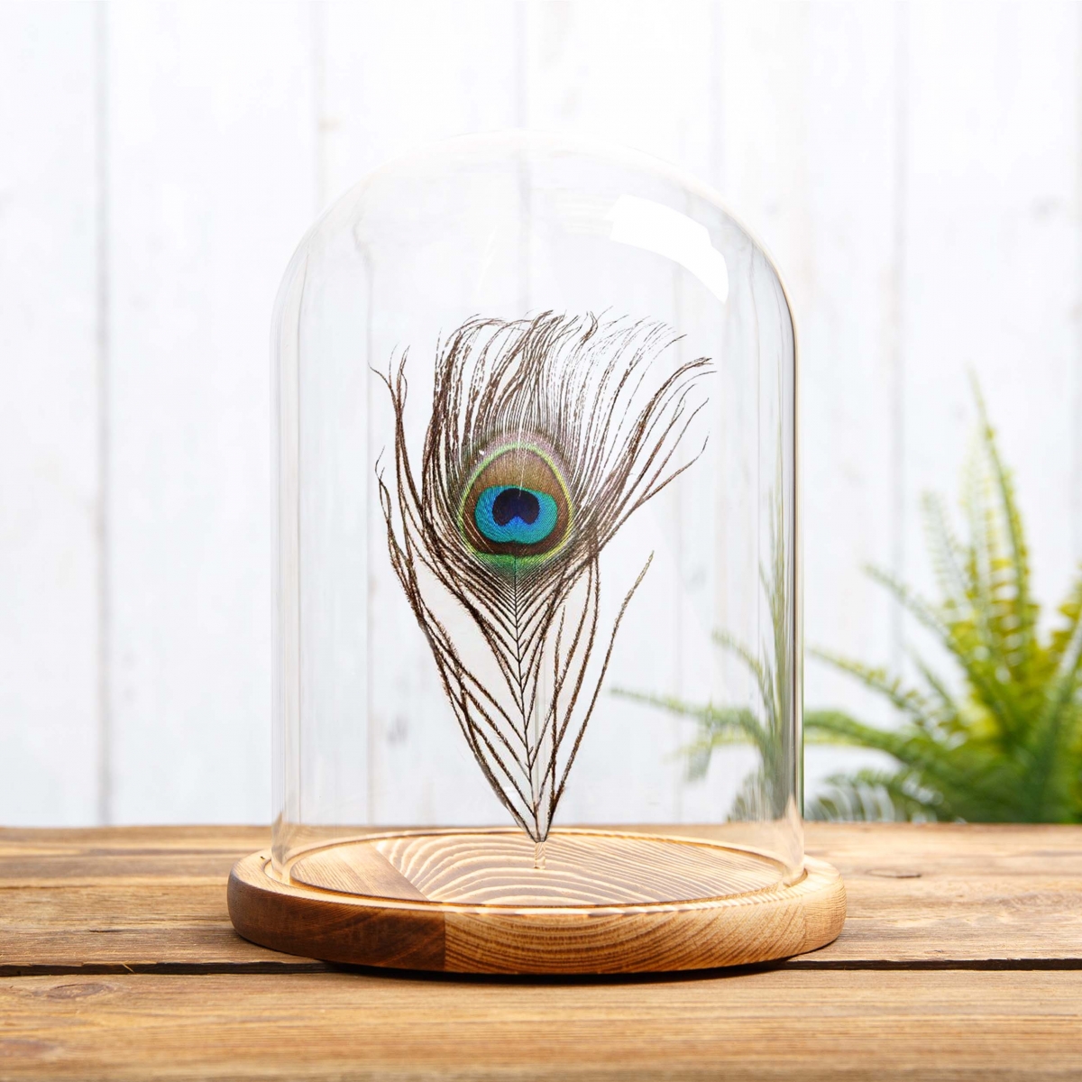 Peacock Feather from an Indian Peafowl in Glass Dome with Wooden Base (Pavo cristatus)