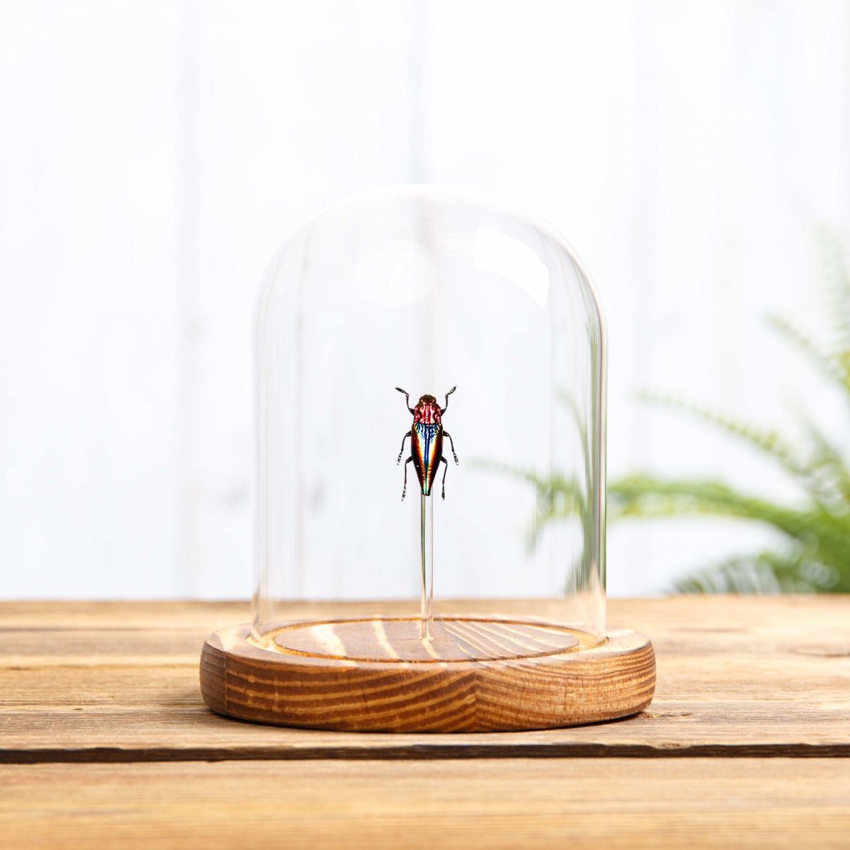 Rainbow Jewel Beetle in Glass Dome with Wooden Base  (Cyphogastra javanica)
