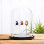 Minibeast Flower Beetle Rainbow Trio in Glass Dome with Wooden Base from Thailand