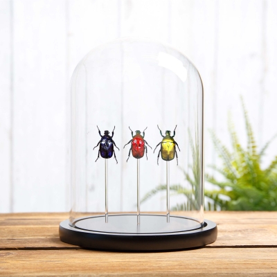 Flower Beetle Rainbow Trio in Glass Dome with Wooden Base from Thailand