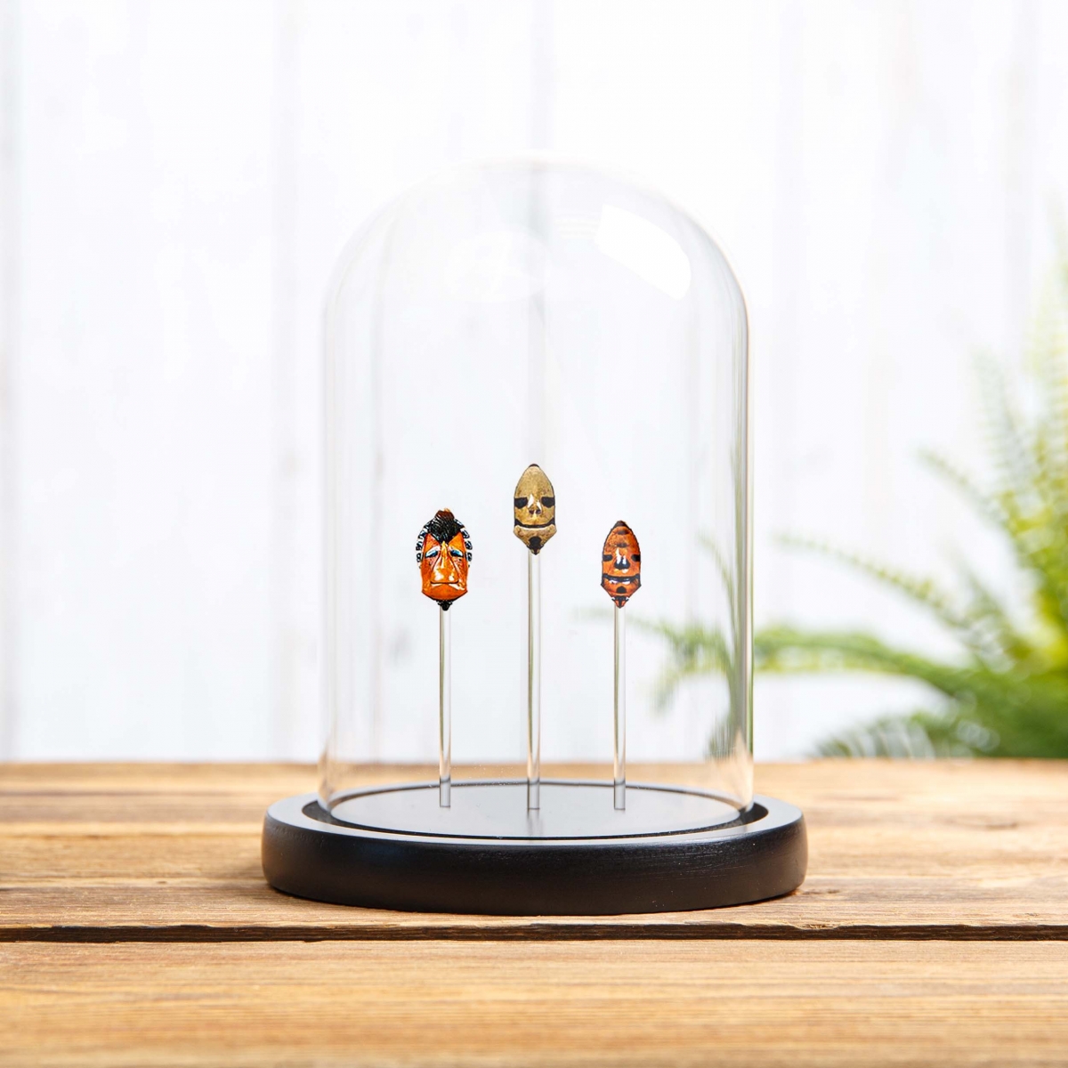 Minibeast Man-Face Shield Bug Trio in Glass Dome with Wooden Base