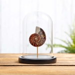 Minibeast Ammonite Cut and Polished Fossil in Glass Dome with Wooden Base (Cleoniceras sp)