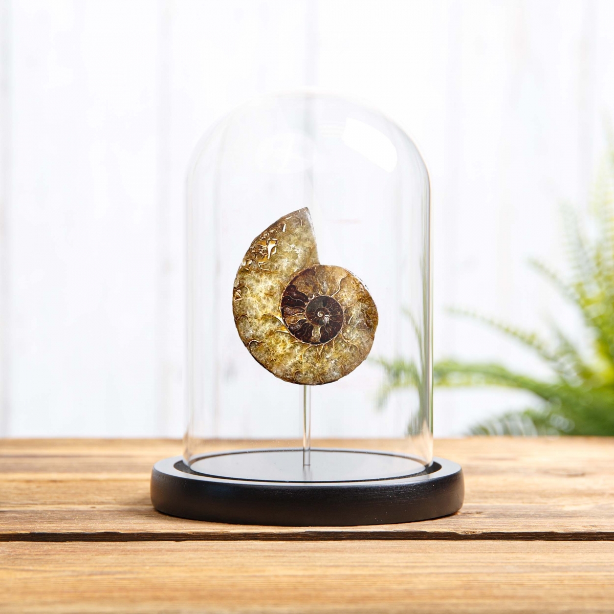 Minibeast Ammonite Cut and Polished Fossil in Glass Dome with Wooden Base (Cleoniceras sp)