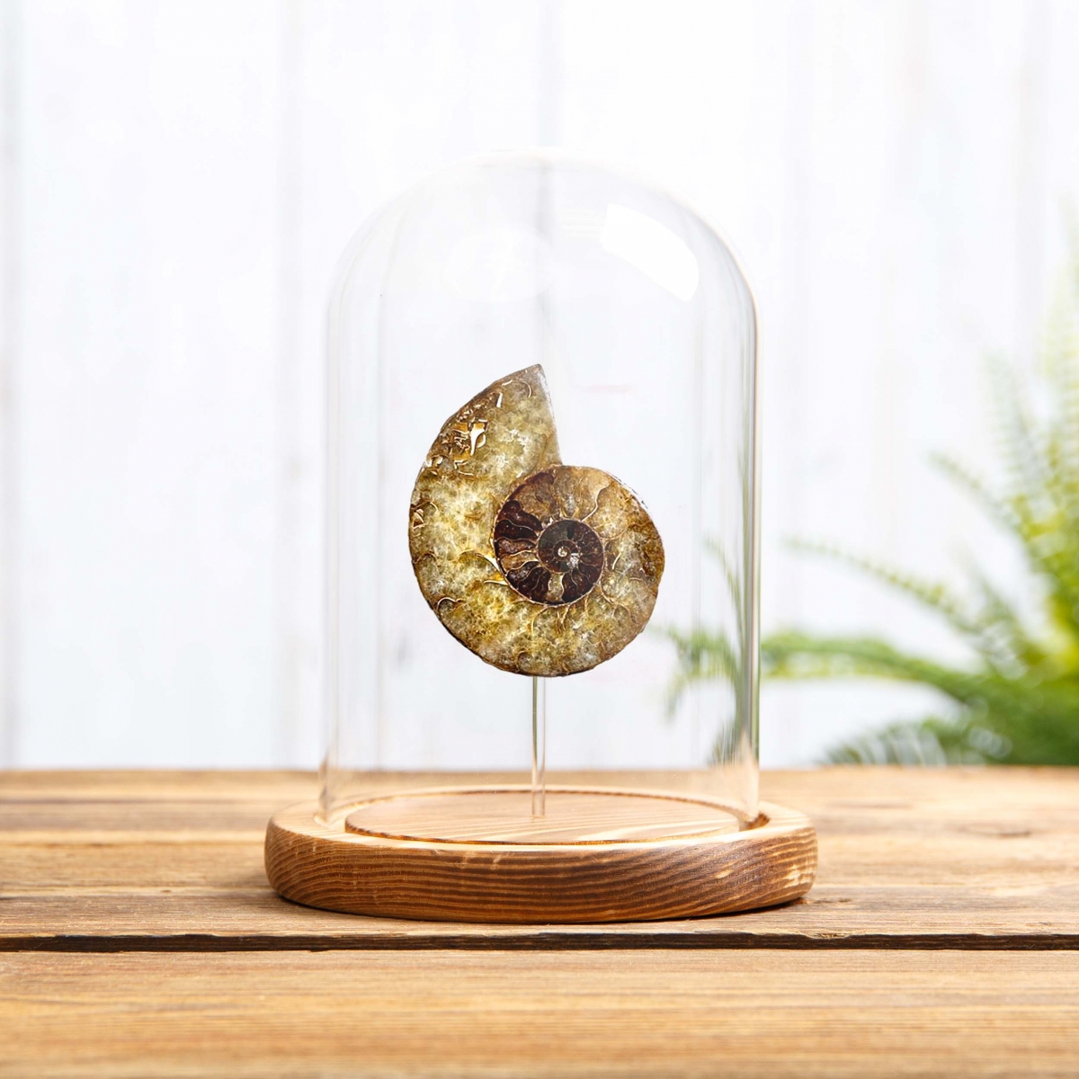 Ammonite Cut and Polished Fossil in Glass Dome with Wooden Base (Cleoniceras sp)