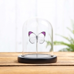 Minibeast Bushveld Purple Tip Butterfly in Glass Dome with Wooden Base (Colotis ione)