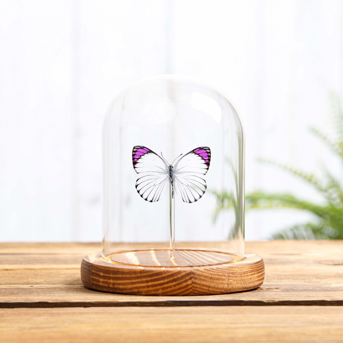 Bushveld Purple Tip Butterfly in Glass Dome with Wooden Base (Colotis ione)