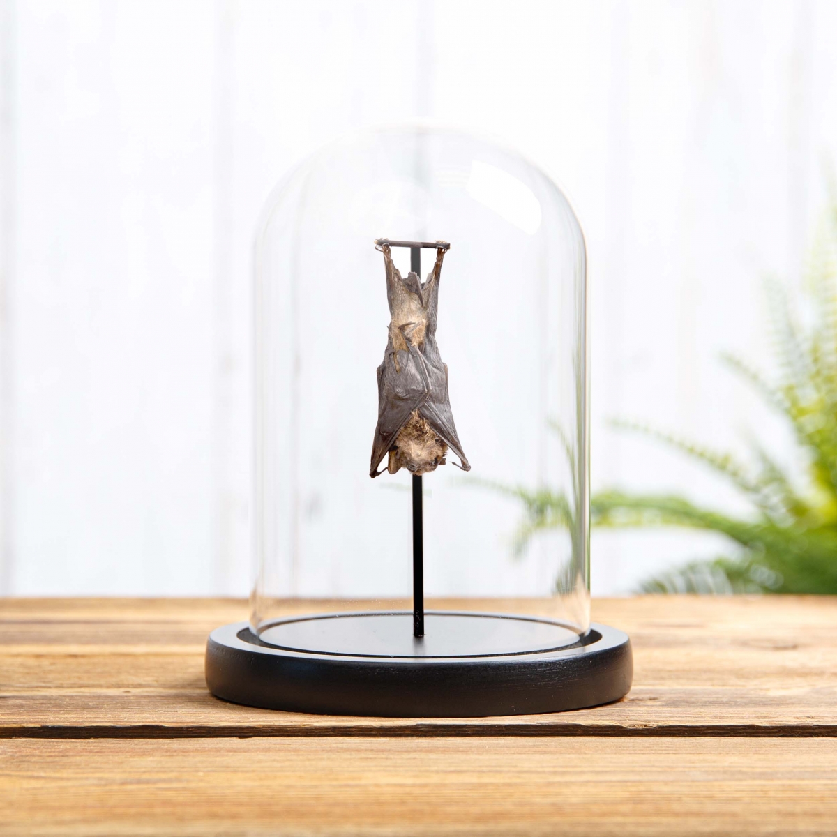 Minibeast Long-fingered Bat in Glass Dome with Wooden Base (Minipterus medius)