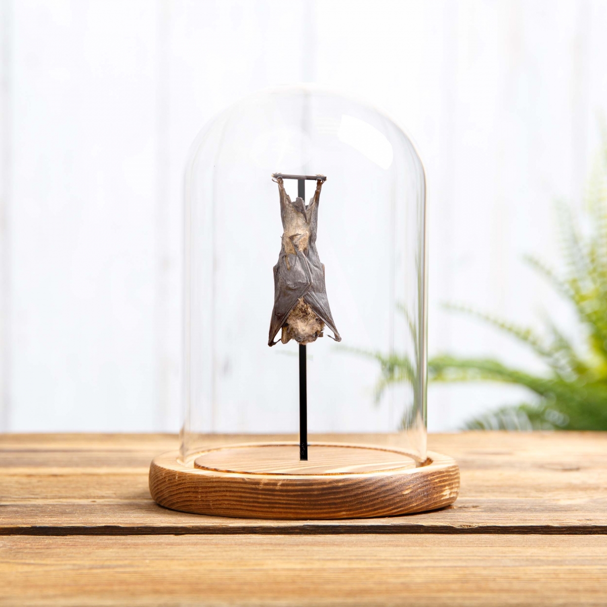 Long-fingered Bat in Glass Dome with Wooden Base (Minipterus medius)