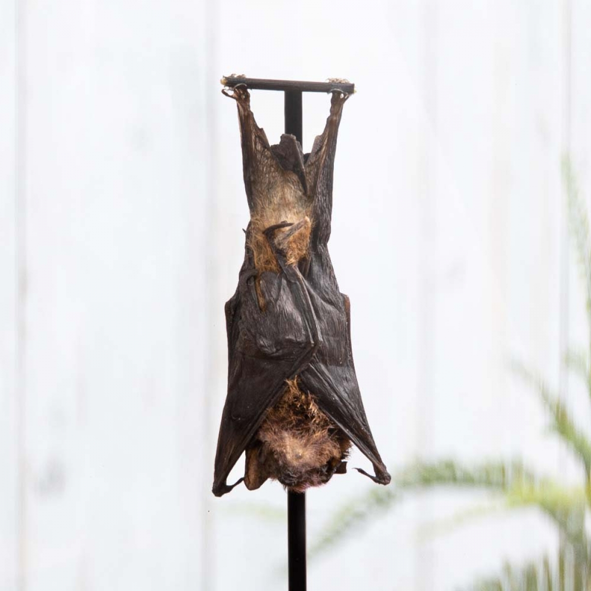 Long-fingered Bat in Glass Dome with Wooden Base (Minipterus medius)