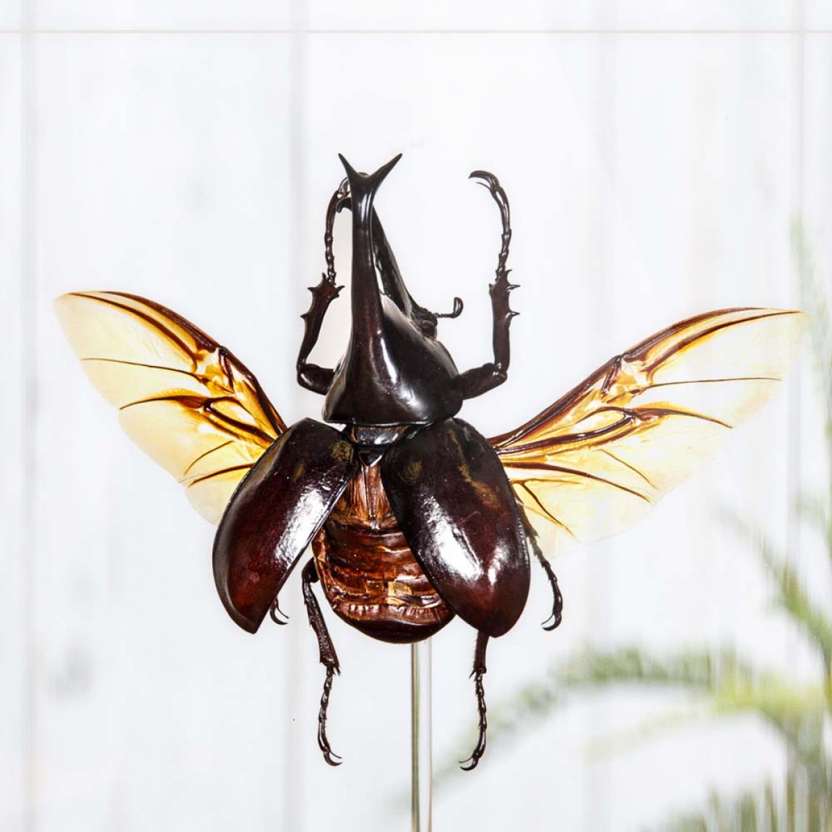 Siamese Rhinoceros Beetle in Glass Dome with Wooden Base (Xylotrupes gideon)