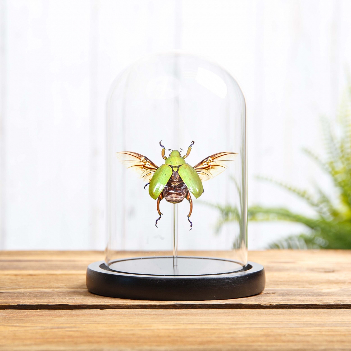 Minibeast Ruteline Scarab Beetle in Glass Dome with Wooden Base (Chrysina adolphi)