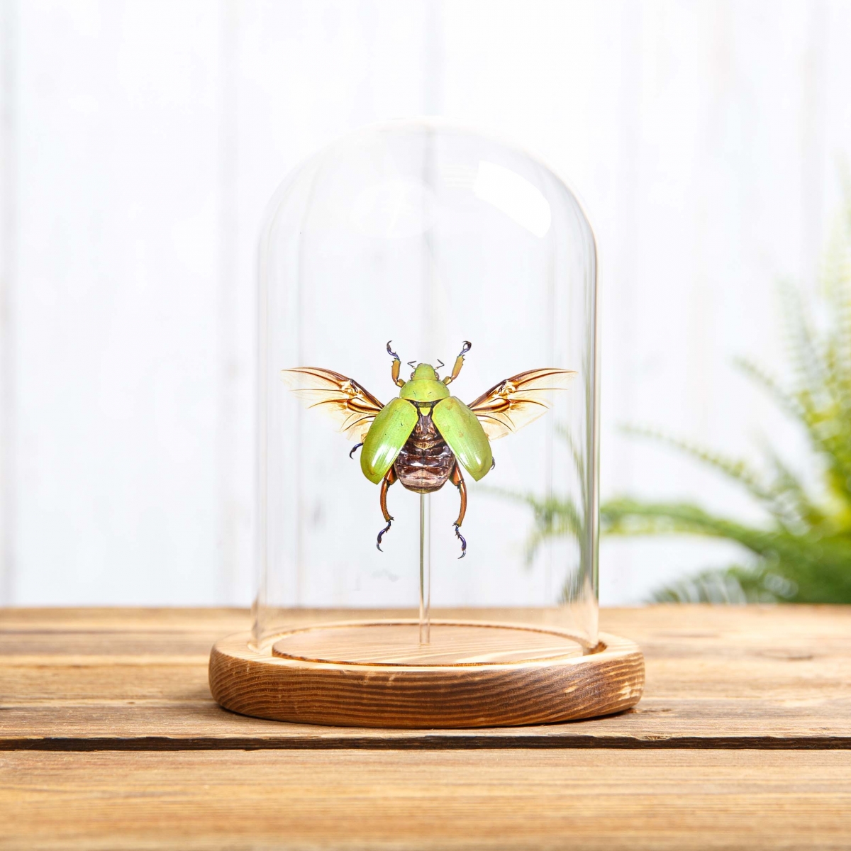 Ruteline Scarab Beetle in Glass Dome with Wooden Base (Chrysina adolphi)