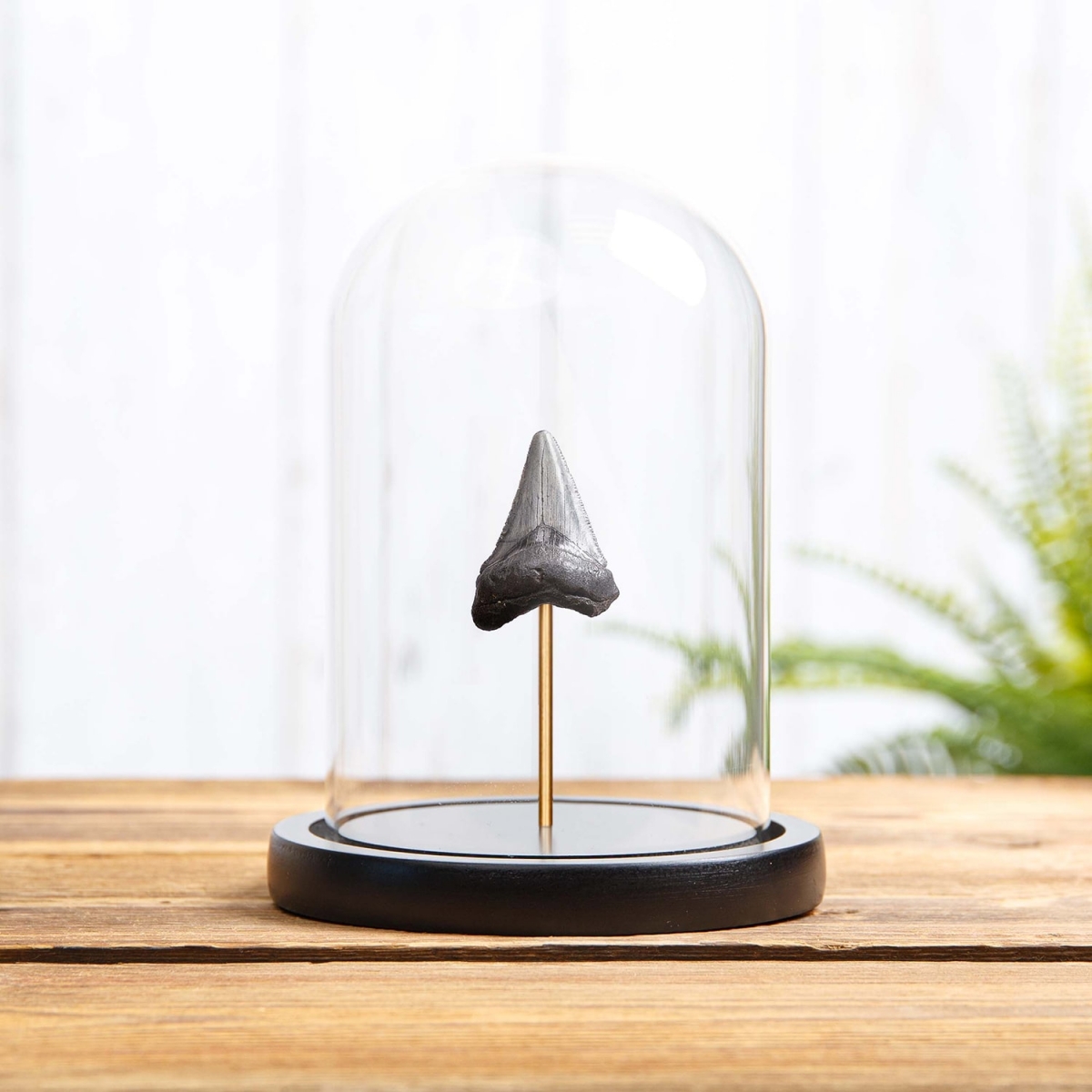 Minibeast 1-1.5 Inch Megalodon Shark Tooth Fossil in Glass Dome with Wooden Base (Carcharodon megalodon)