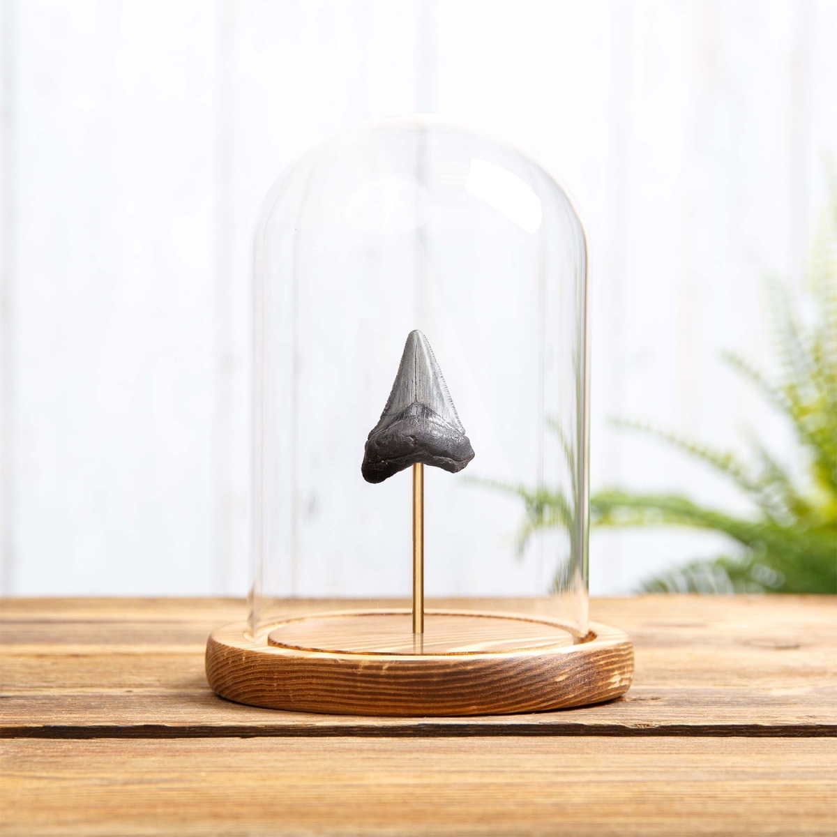 1-1.5 Inch Megalodon Shark Tooth Fossil in Glass Dome with Wooden Base (Carcharodon megalodon)