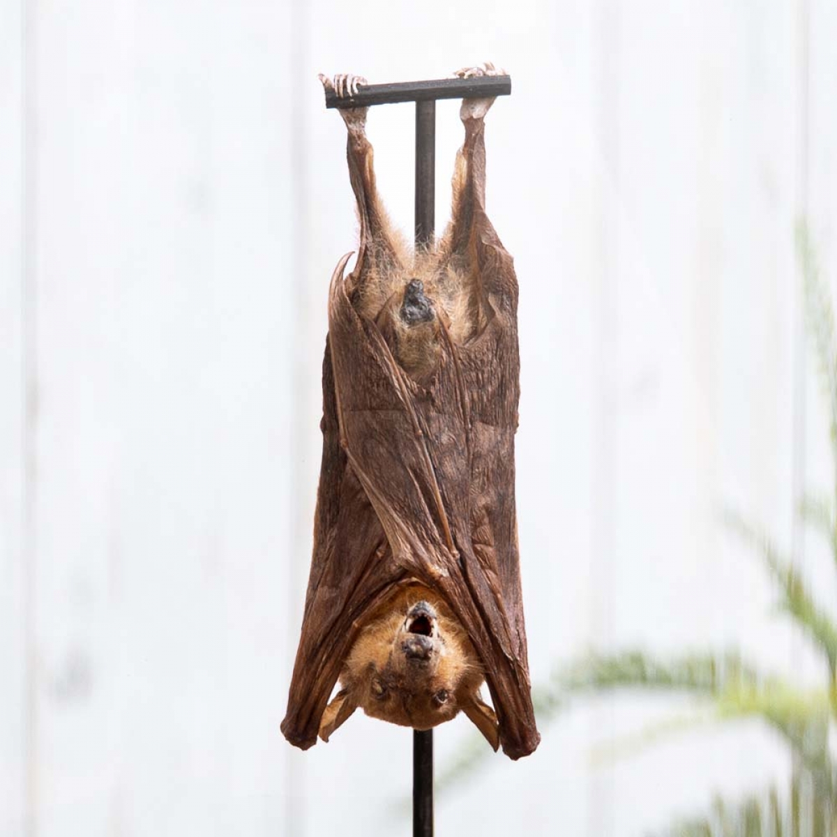 Hanging Northern Blossom Bat with Wooden Base (Macroglossus minimus)
