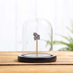 Minibeast Small Campo del Cielo Meteorite in Glass Dome with Wooden base
