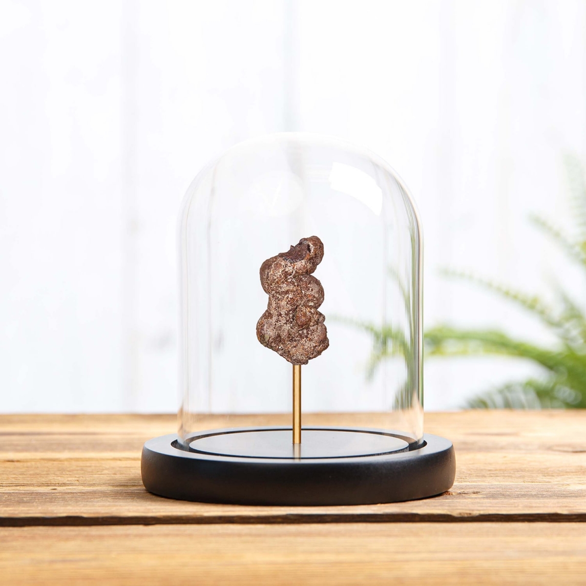 Minibeast Small Fossilised Dinosaur Poo in Glass Dome with Wooden Base (Coprolite)