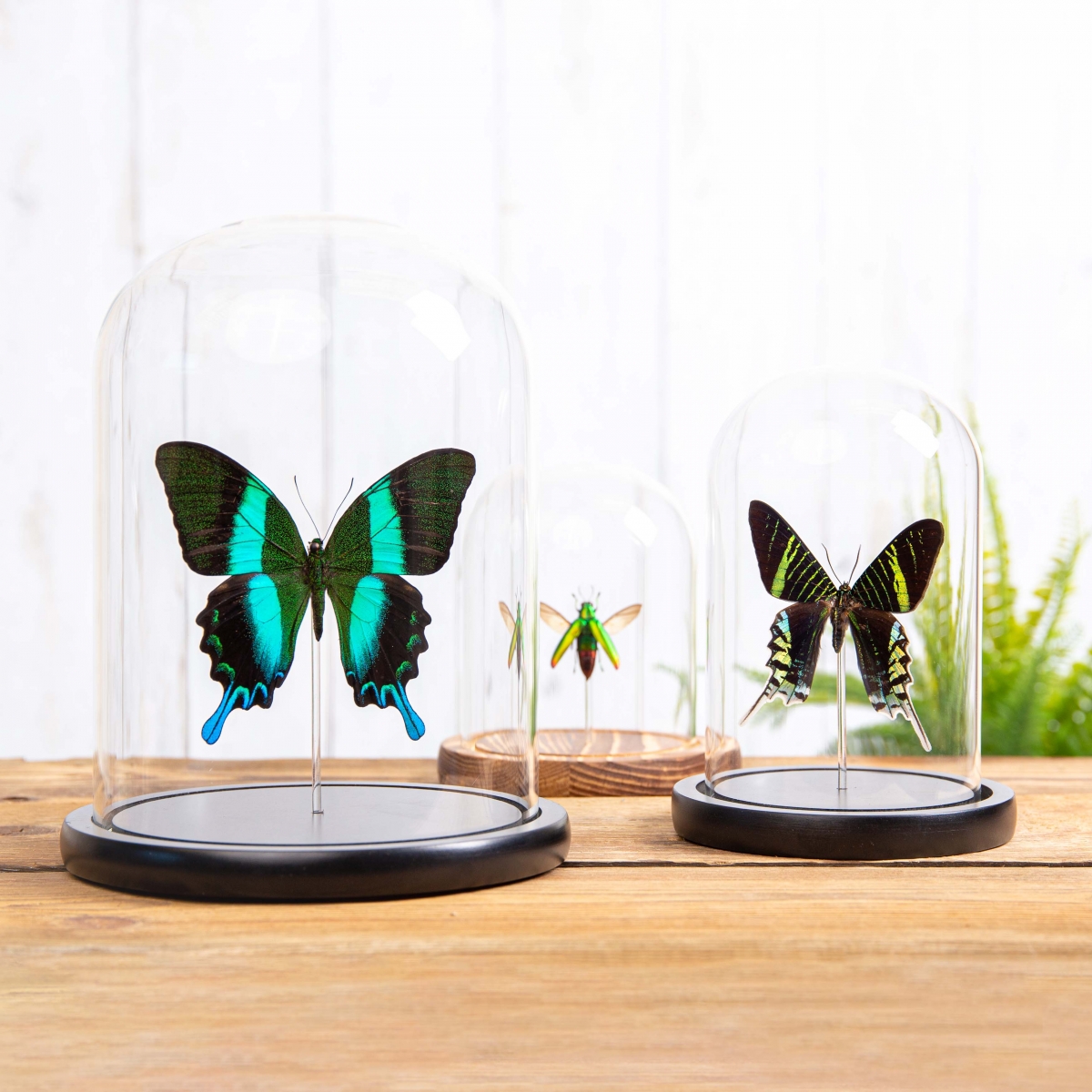Flower Beetle Rainbow Trio in Glass Dome with Wooden Base from Thailand
