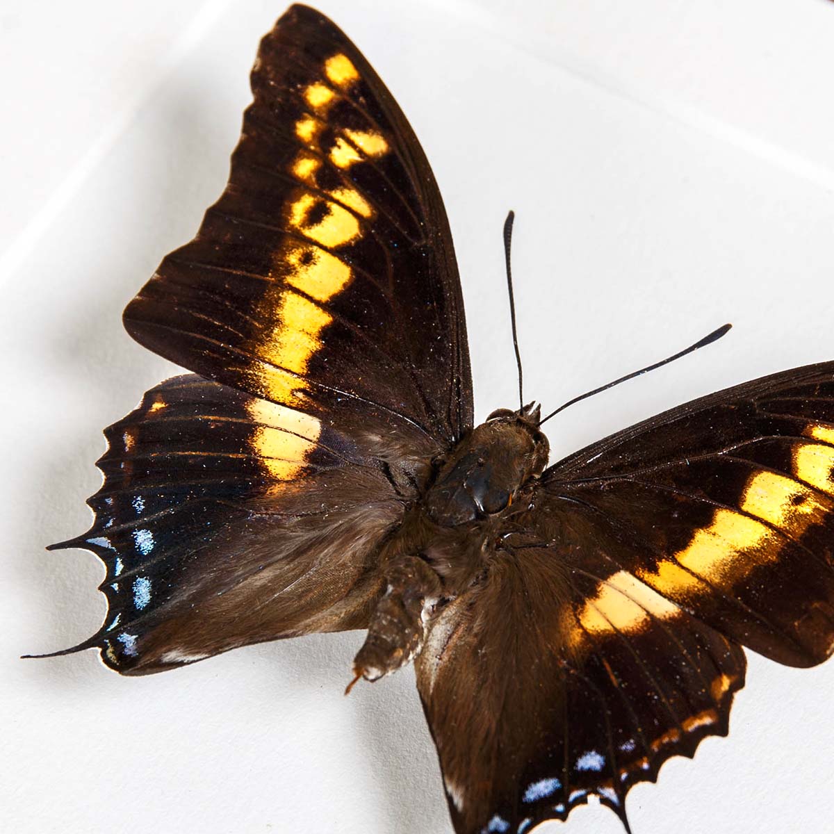 Giant Emperor Butterfly In Box Frame (Charaxes castors)