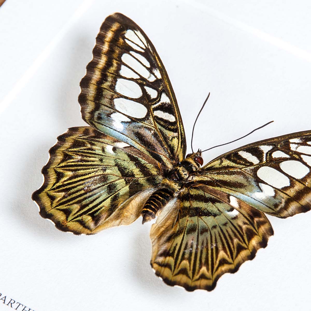 The Clipper Butterfly In Box Frame (Parthenos sylvia apicalis)