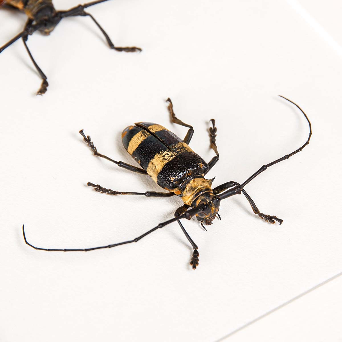 Striped Longhorn Beetle Male & Female Pair In Box Frame (Nemophas trifasciatus)