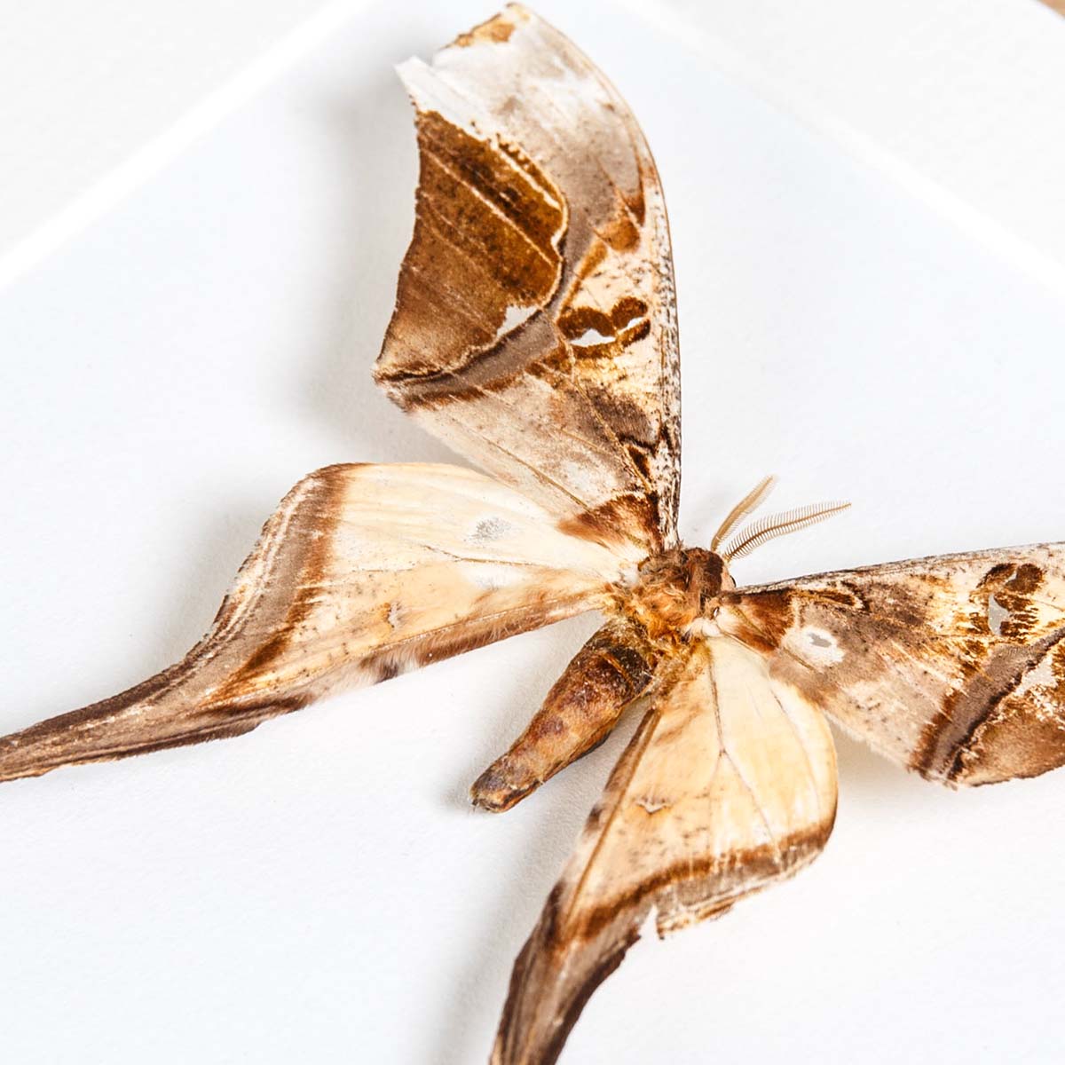 Giant Silkworm Moth In Box Frame (Copiopteryx semiramis banghaasi)