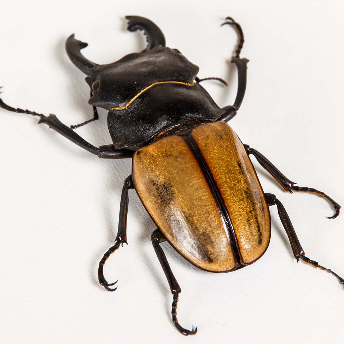 Huge XL Stag Beetle In Box Frame (Odontolabis castelnaudi)