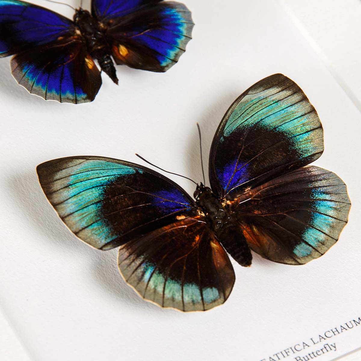 Agrias Butterfly Male & Female Pair In Box Frame (Agrias beatifica lachaume)
