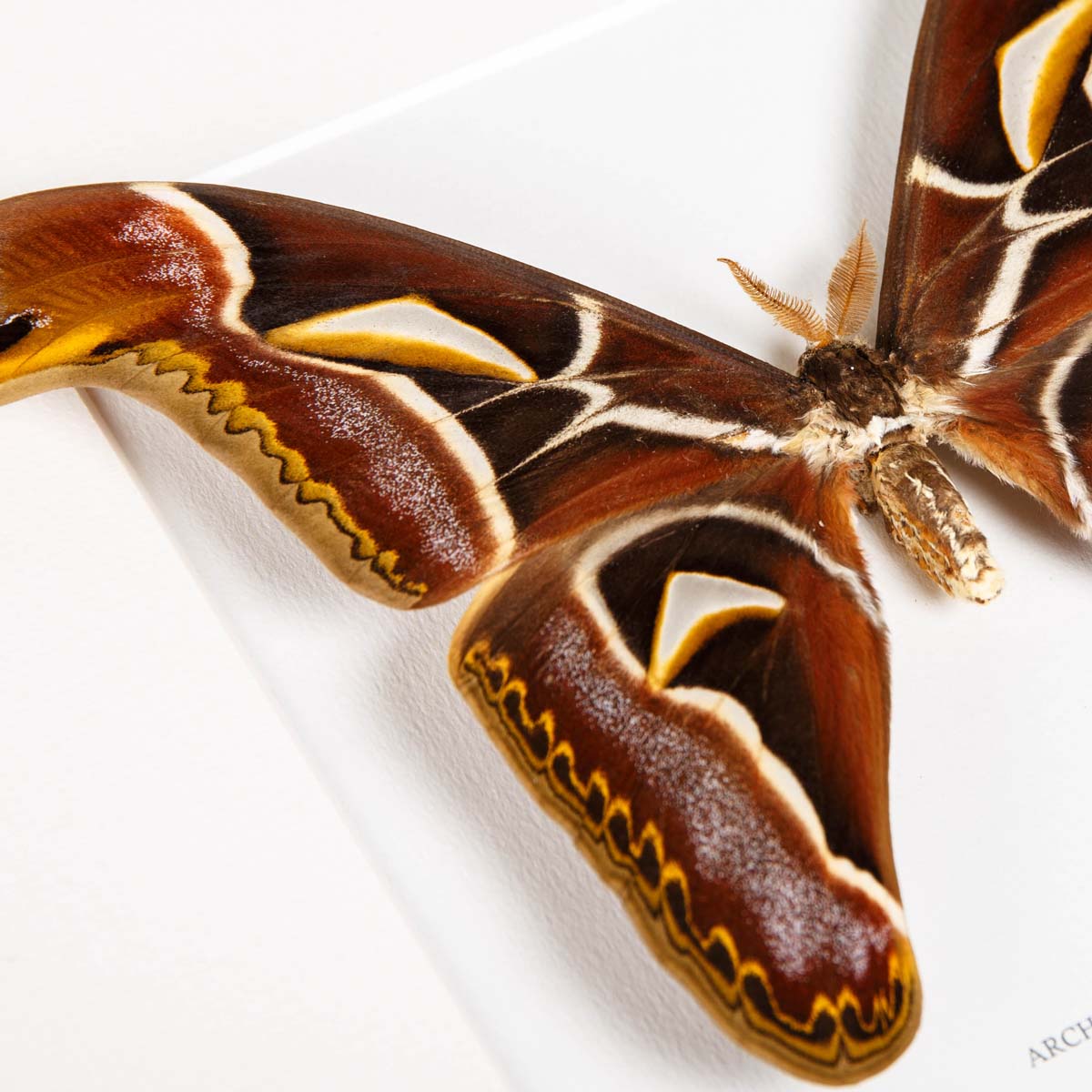 Edward's Atlas moth In Box Frame (Archaeoattacus edwardsii)