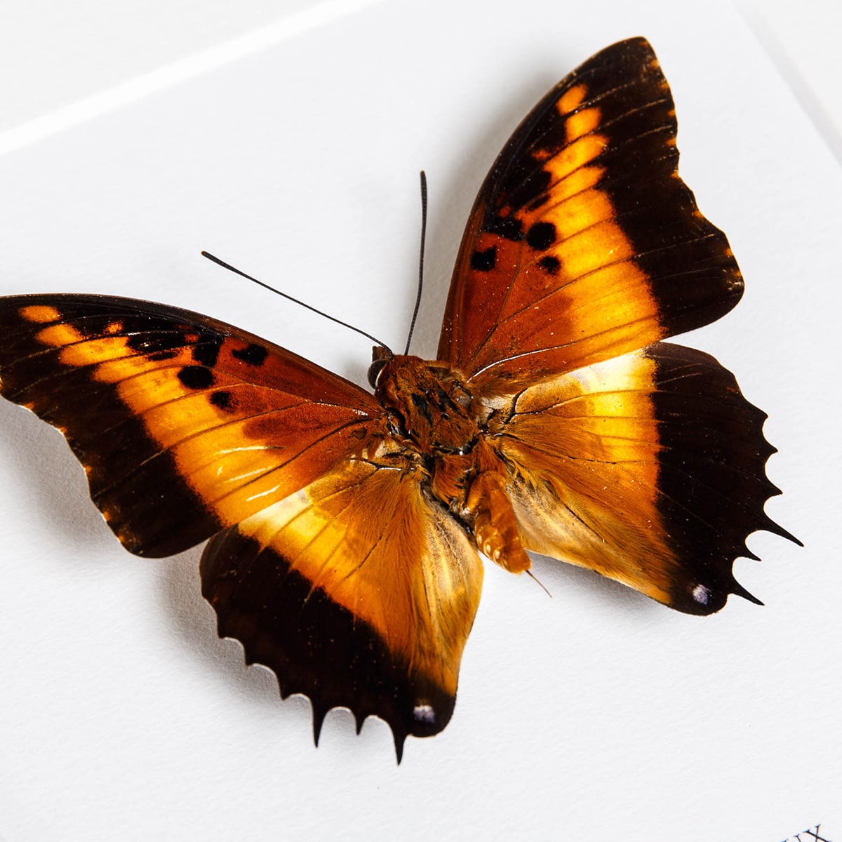 Black-bordered Charaxes In Box Frame (Charaxes pollux)