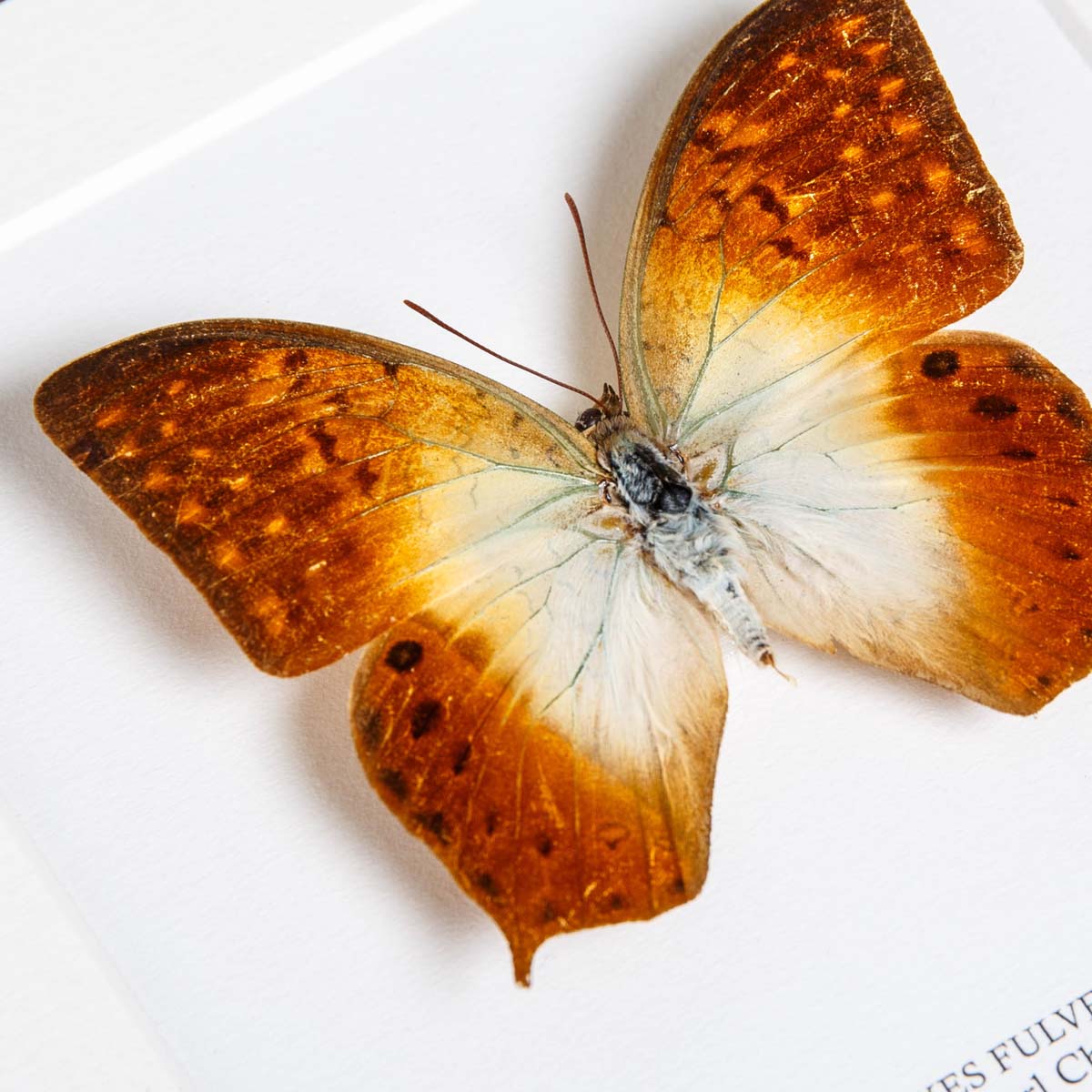 Forest Pearl Charaxes In Box Frame (Charaxes fulvescens)