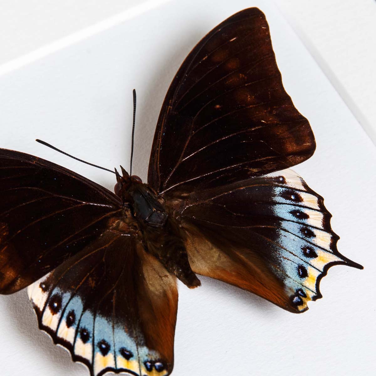Charaxes eurialus In Box Frame From Indonesia