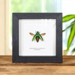 Minibeast Jewel Beetle In Box Frame (Chrysochroa fulminans)